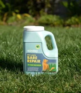 Pet Lawn Bare Repair